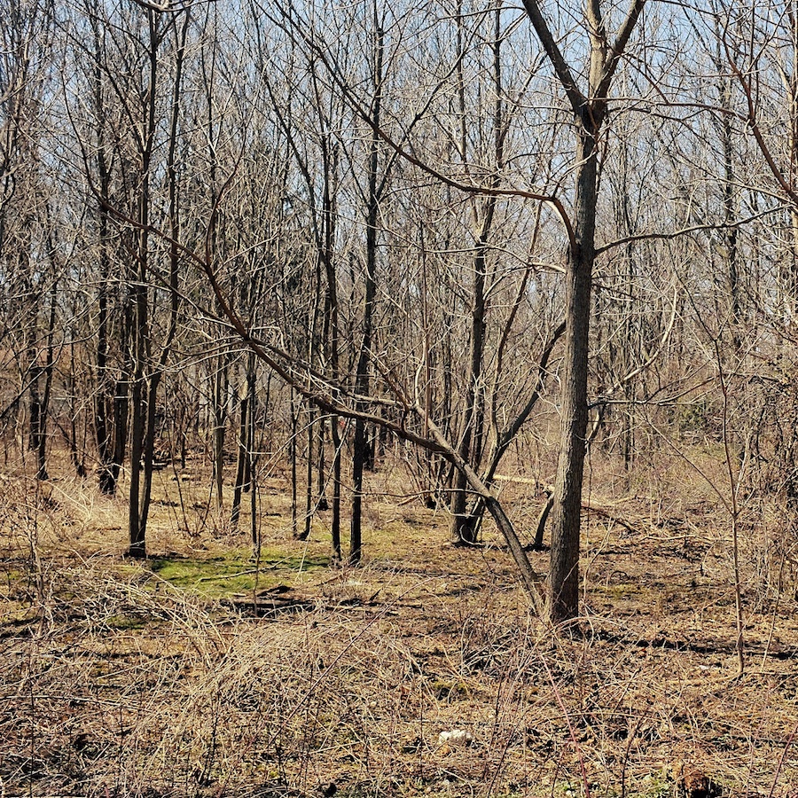 Photograph of large area behind house filled with trees and overgrown brush. It is unclear where the treeline is.